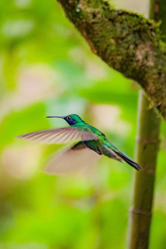 A hummingbird flying around Lola and Perico's house in Amazonas
