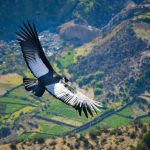 Andean Condor in the Sondondo Valley, Ayacucho Peru