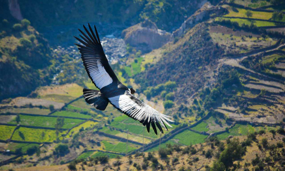 Andean Condor Flying Ayacucho