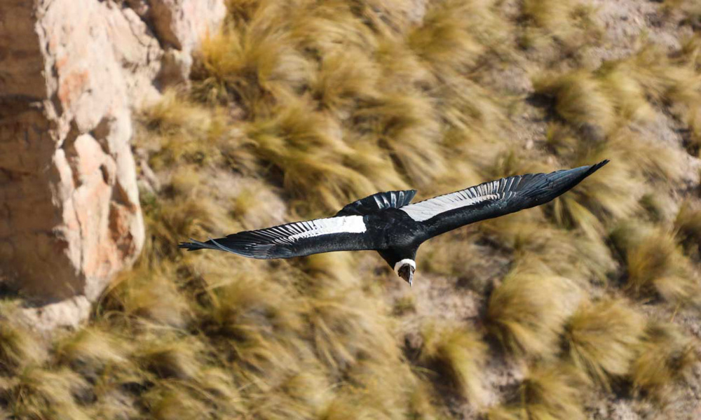 Andean Condor Flying Mayobamba Ayacucho