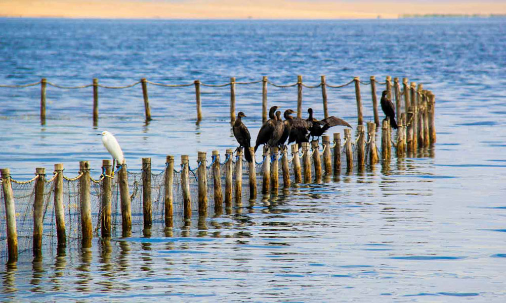 Paracas National Reserve Tour