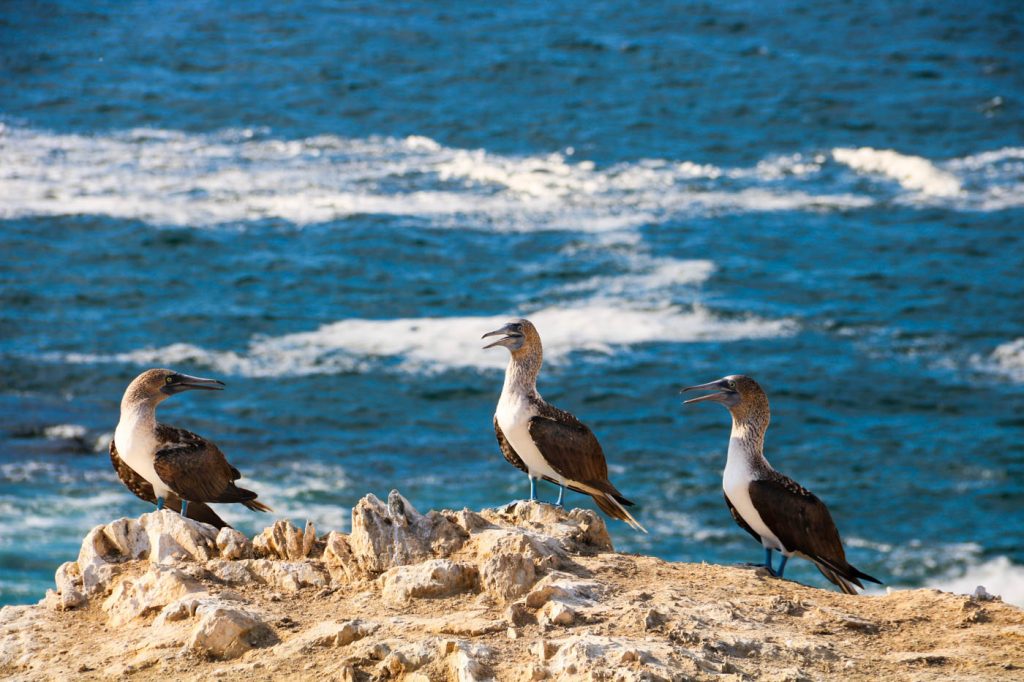 Blue-footed boobies at the Illescas Reserve, Northern Peru
