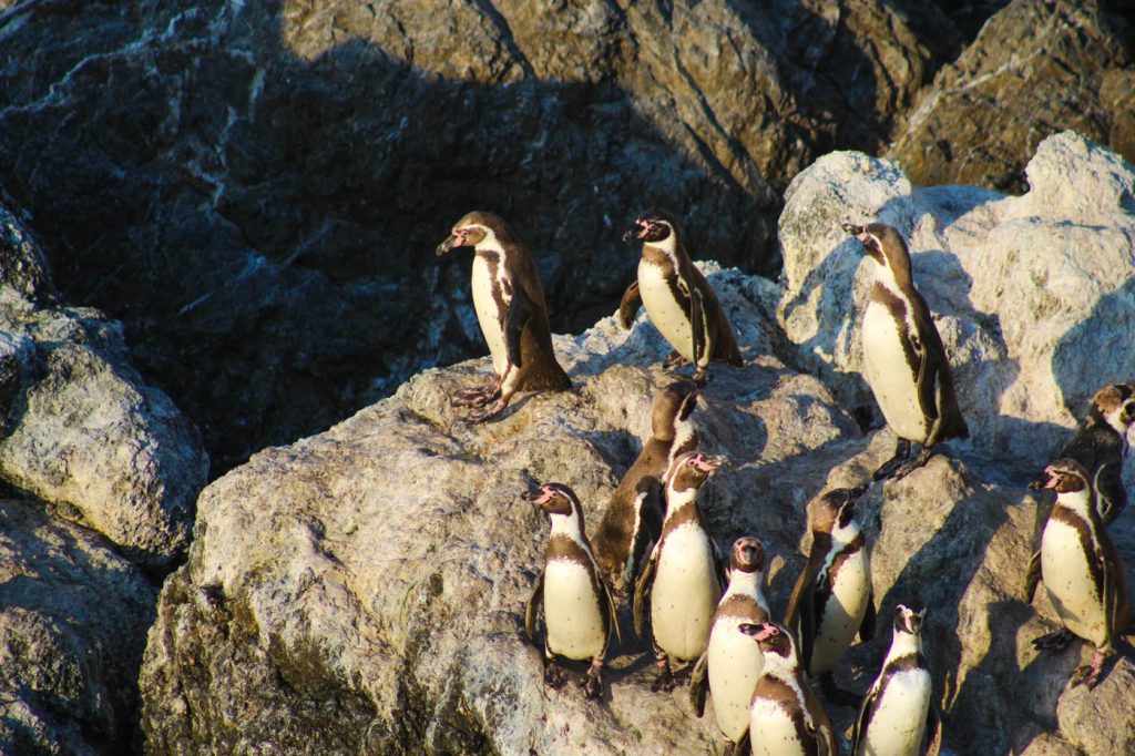 Humboldt penguins, Illescas, Northern Peru