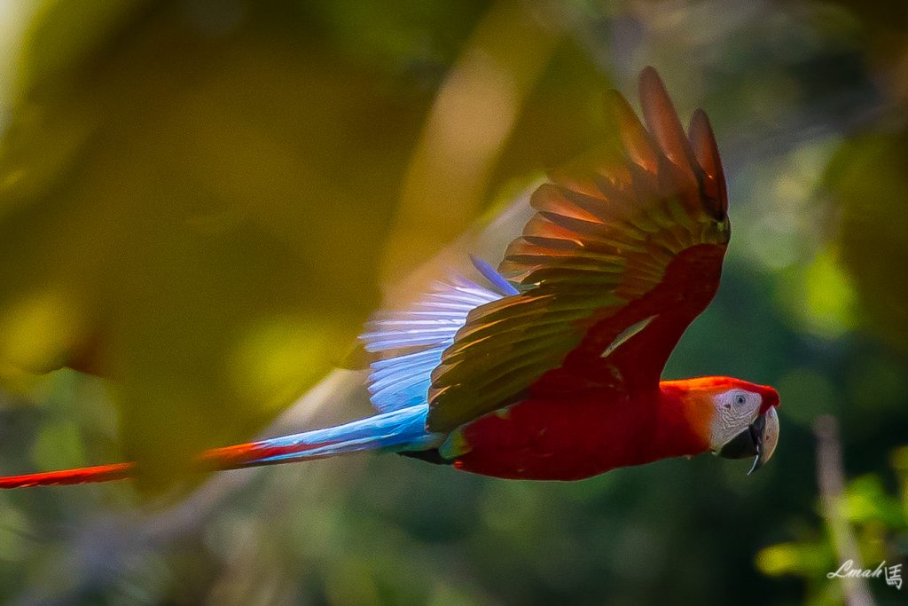 Macaw project, Tambopata National Reserve