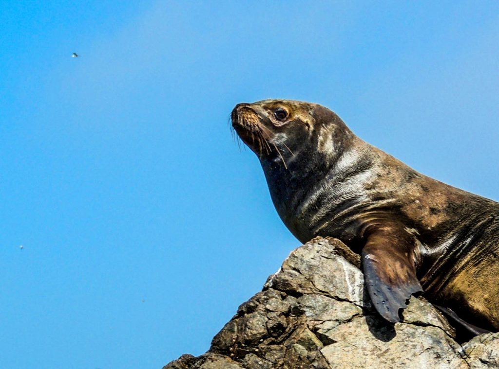 Paracas National Reserve - Top 5 National Parks in Peru