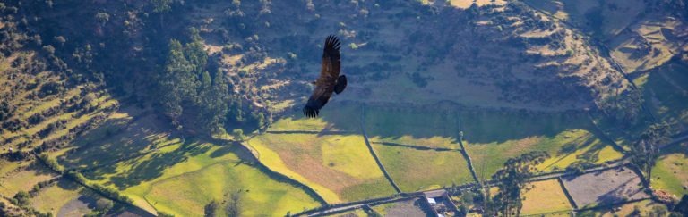 Andean Condors in Peru