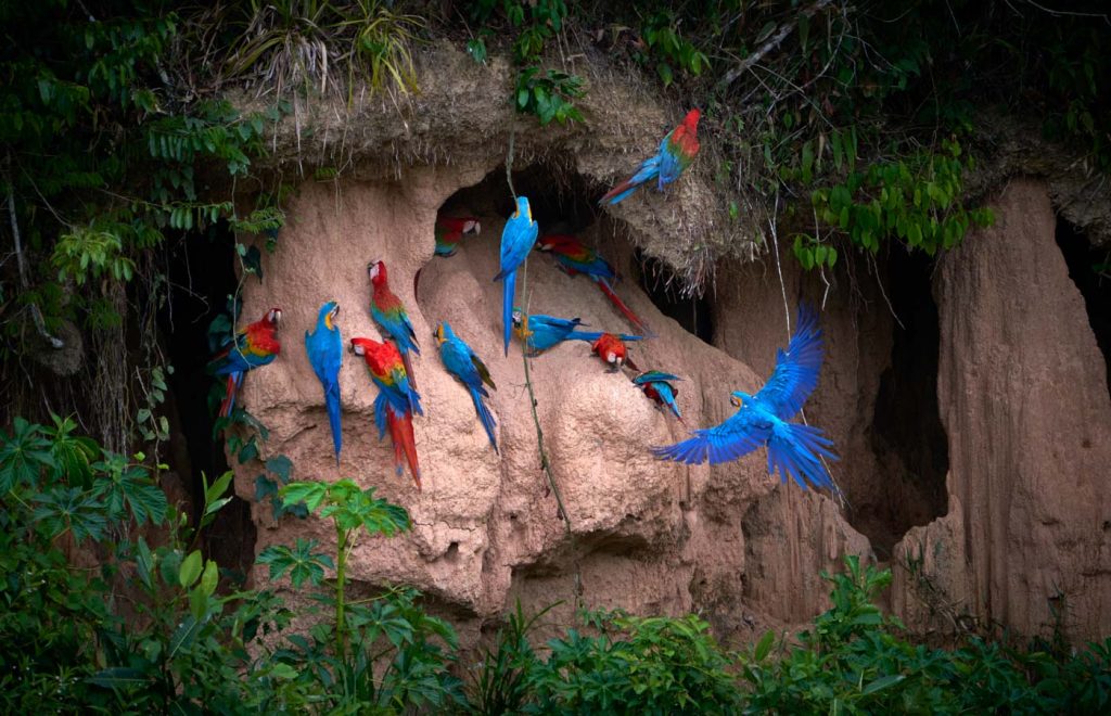 Tambopata Research Center: The Macaw Project