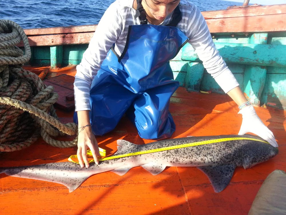 Adriana Gonzales & Sharks Conservation in Peru: Shark conservation