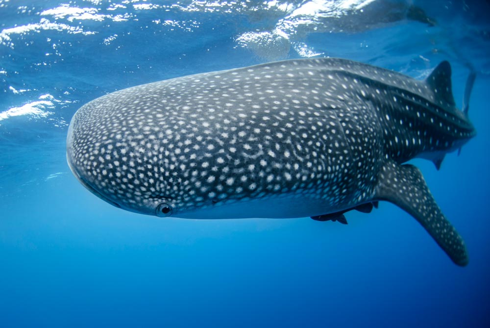 Adriana Gonzales & Sharks Conservation in Peru: Whale Shark